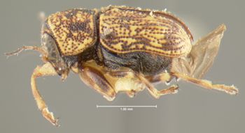 Media type: image;   Entomology 24929 Aspect: habitus lateral view